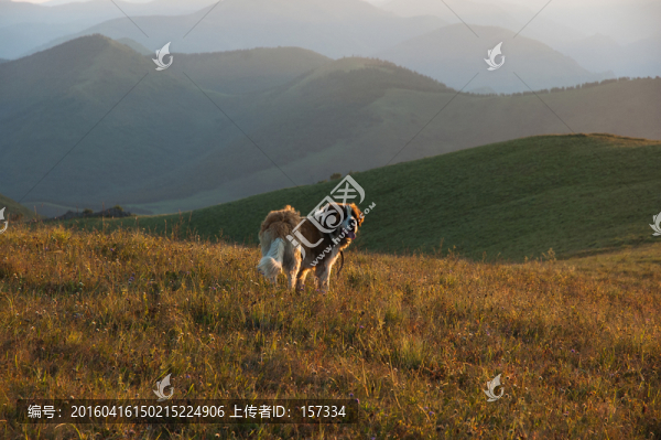 山坡上的大狗