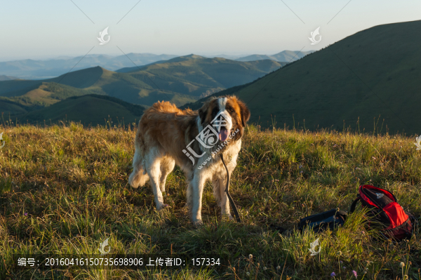 圣伯納犬