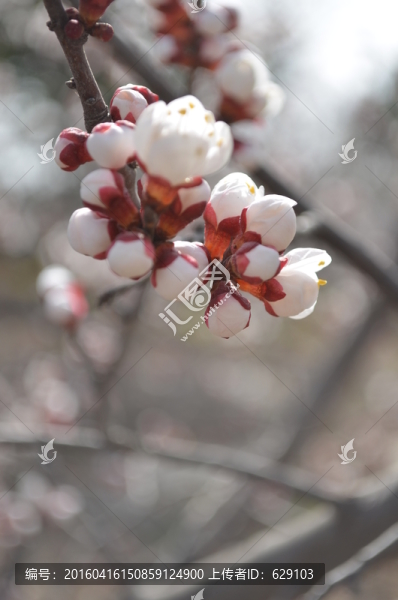 杏花