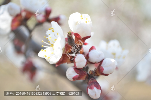 杏花