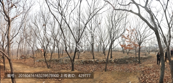 果園,果樹,樹林
