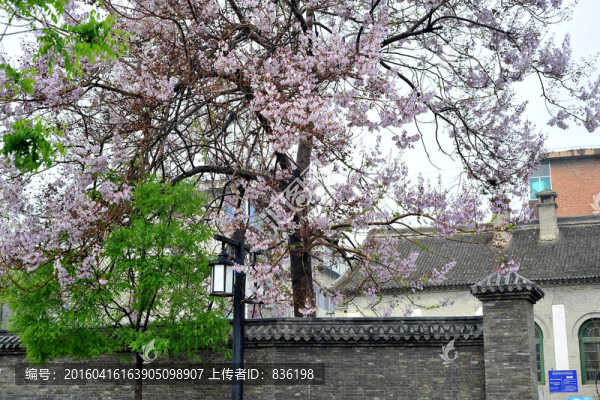 梧桐花