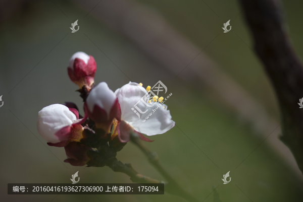 杏花