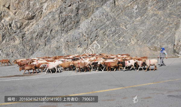 羊群,放牧