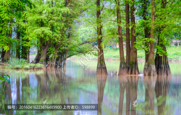 春天水杉樹