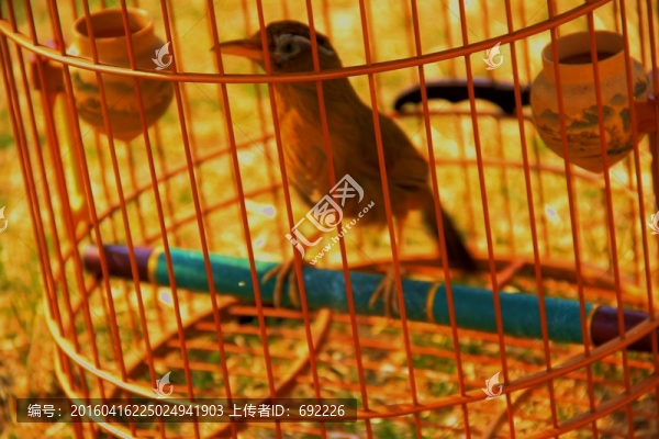 畫眉鳥