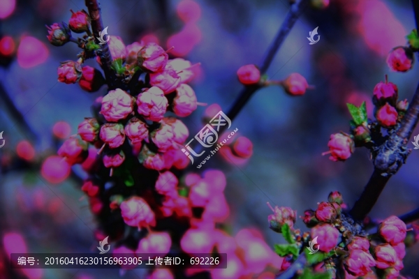 小桃紅