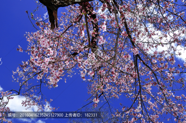 櫻花花枝