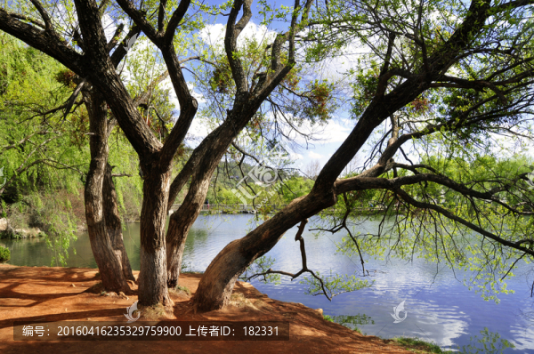 水邊綠樹