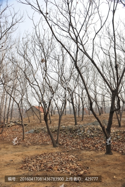 板栗種植,板栗園,果園