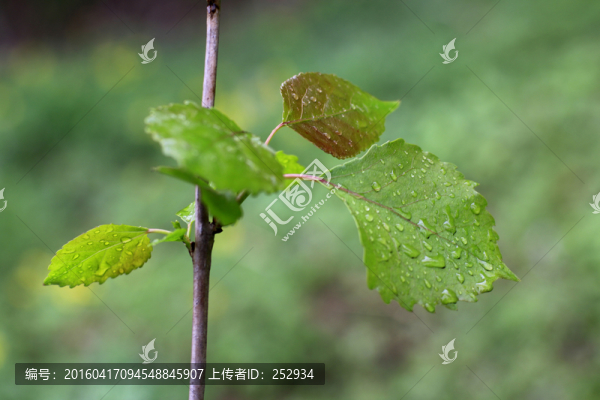 嫩樹葉