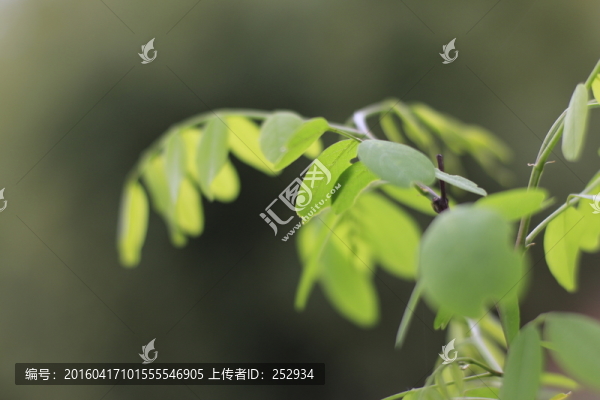 綠葉