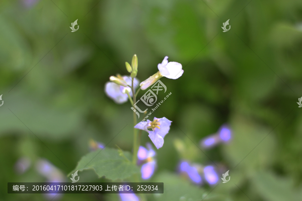 小花