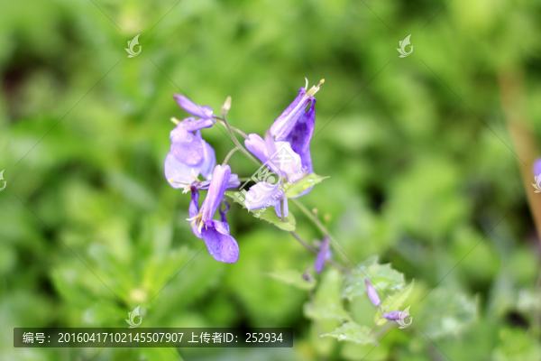 小蘭花