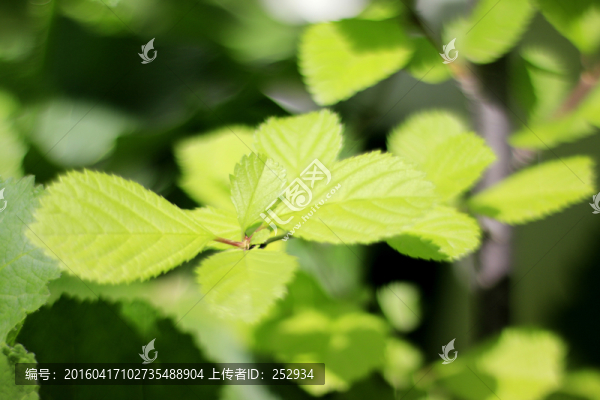 綠葉
