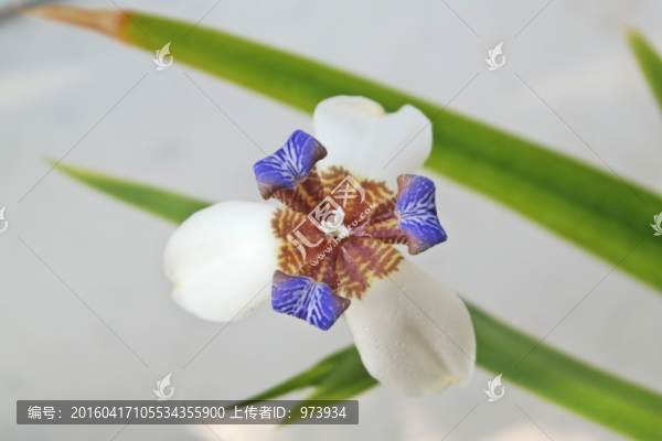 巴西鳶尾