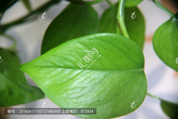 綠蘿葉子