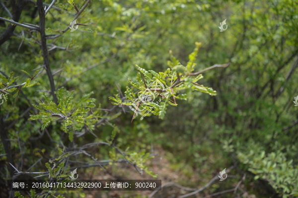 樹(shù)葉針刺