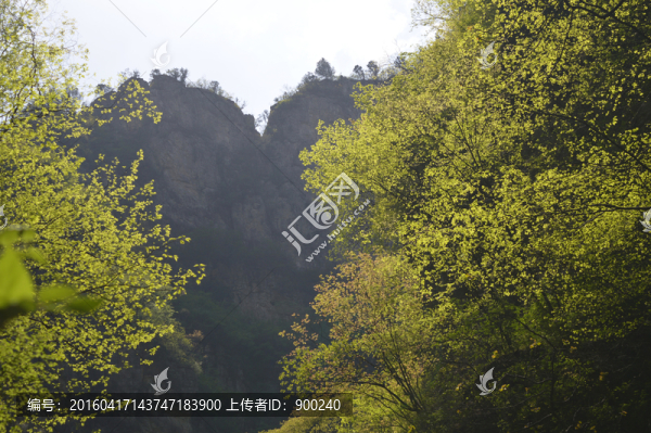 樹木綠葉,山