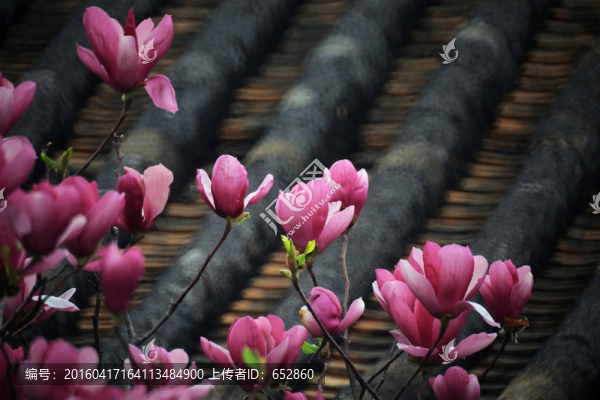玉蘭,玉樹,春花,玉蘭花,玉
