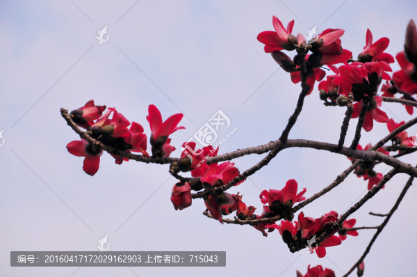 木棉花