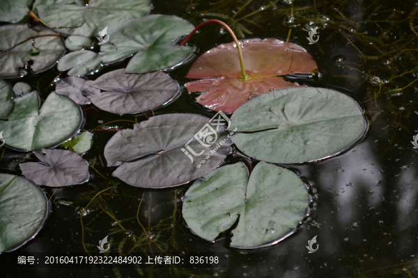 荷葉