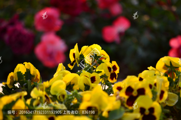 黃色的花朵