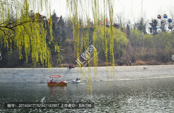 春天的柳樹(shù)