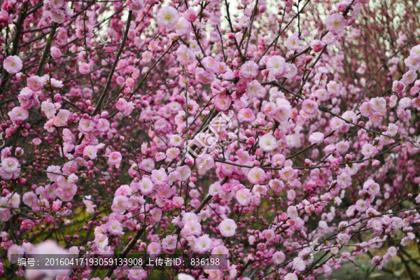 梅花