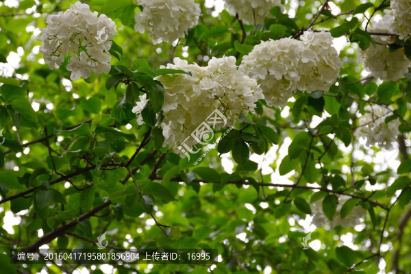 繡球花