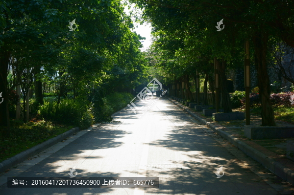 林蔭道