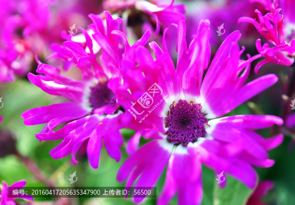 野菊花