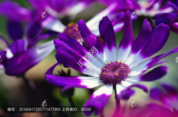 紫菊花