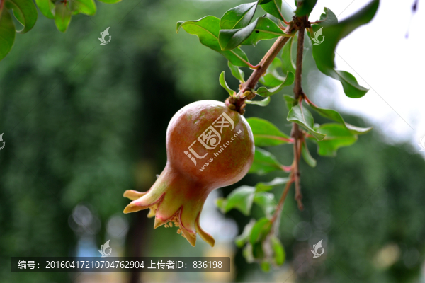 石榴