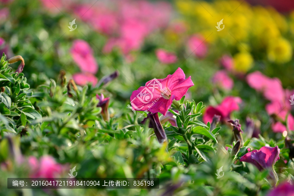 粉色的花