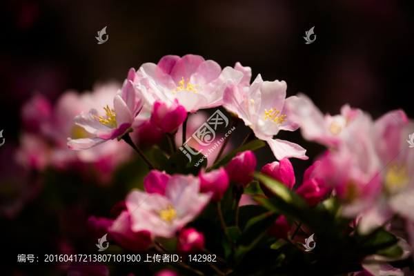 海棠