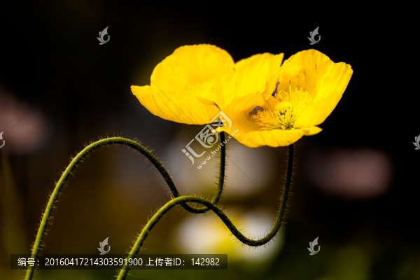 虞美人