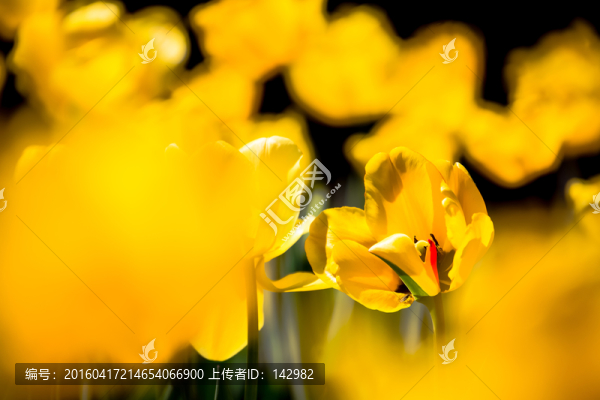 郁金香