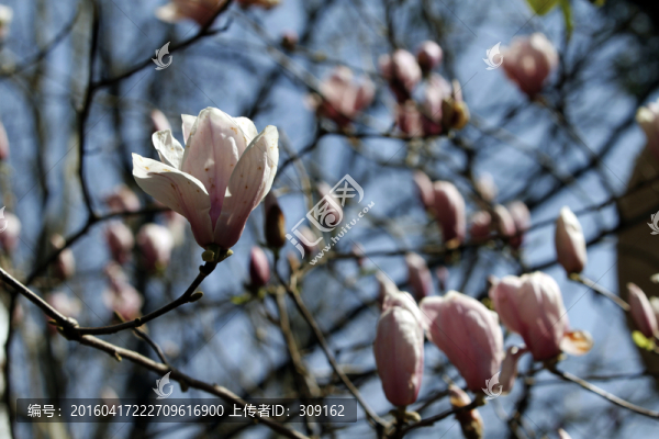 玉蘭花