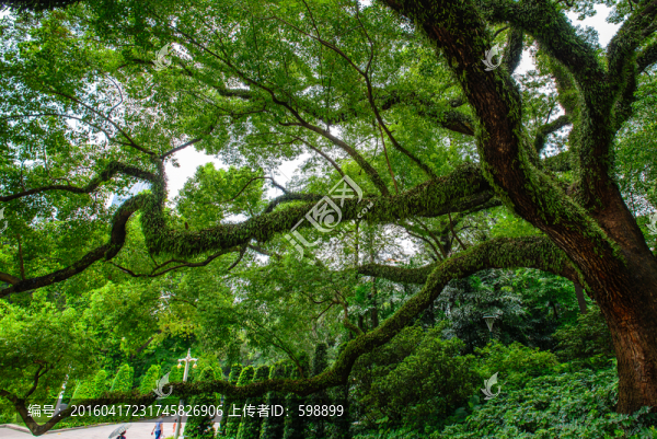 樟樹(shù)