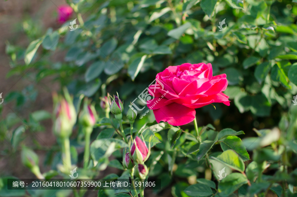 昆明食用玫瑰花