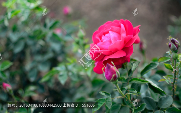 云南食用玫瑰花