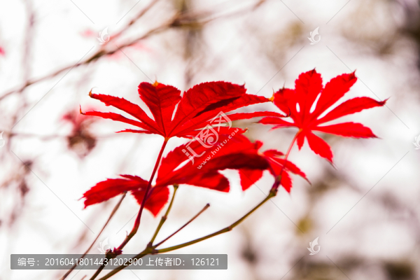紅葉