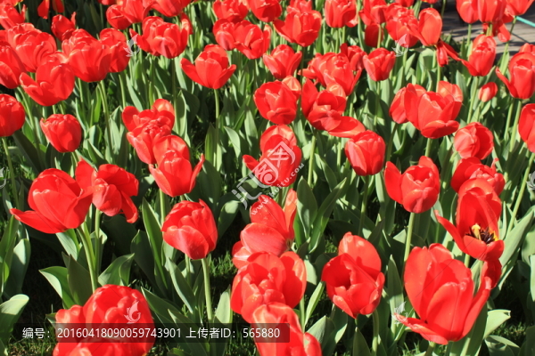 紅色郁金香花海