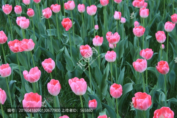粉色郁金香