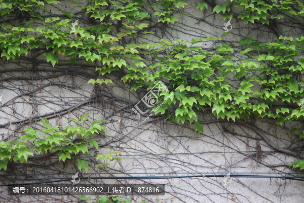 爬墻虎