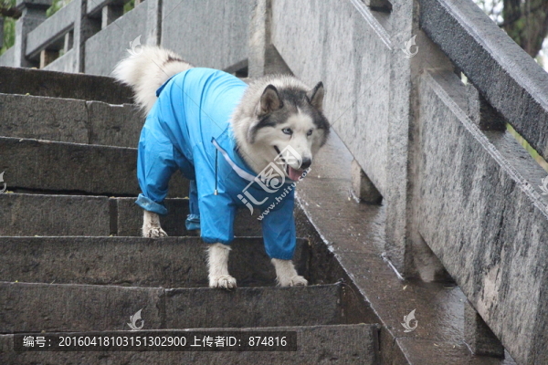 哈士奇