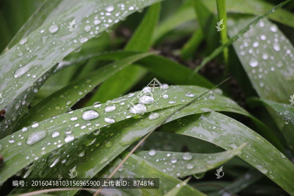 雨露