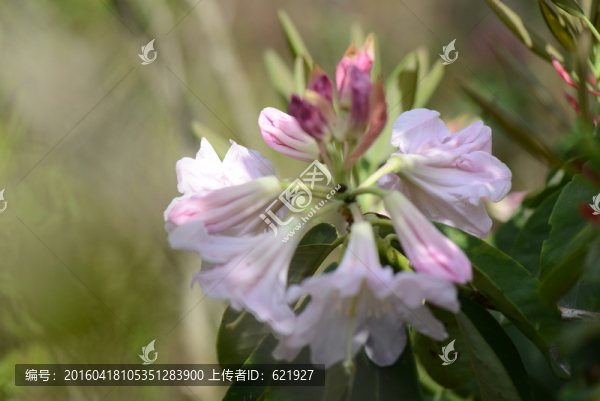 山花浪漫