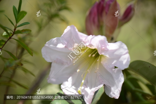 山花浪漫